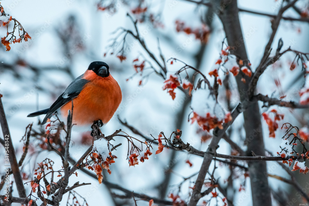 Bullfinch