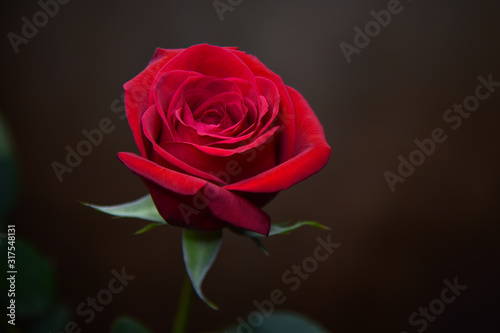 Fototapeta Naklejka Na Ścianę i Meble -  Red Rose Against Soft Brown Background
