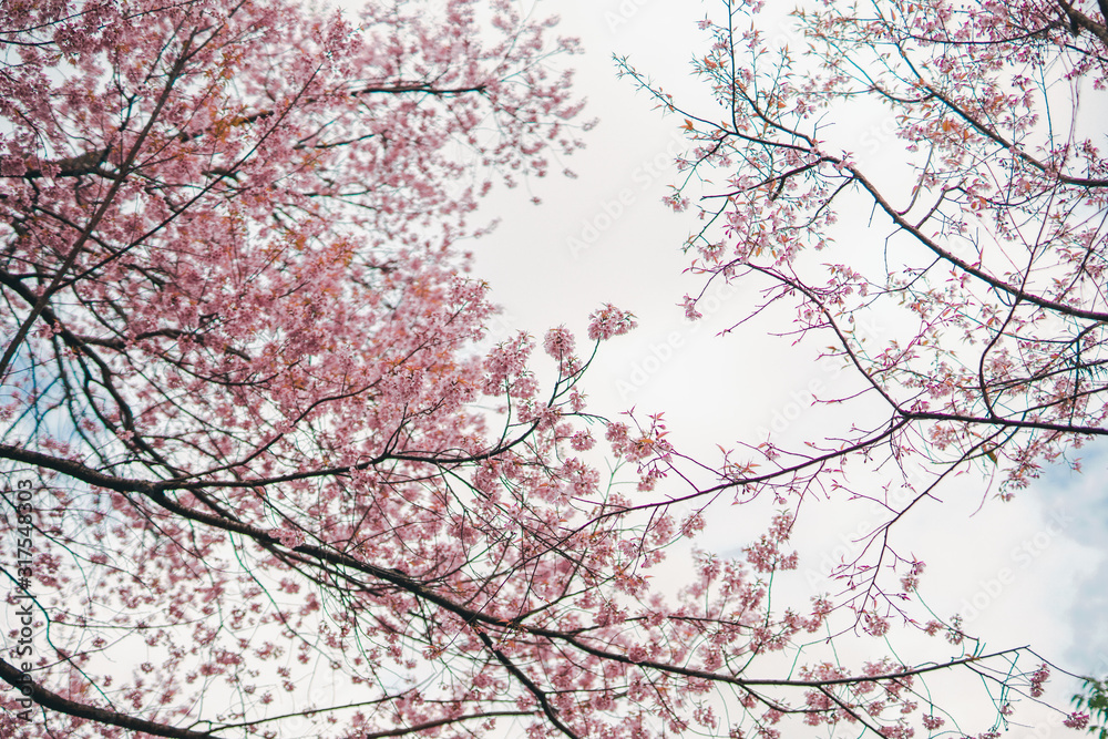 flower in bloom from soft pink cherry blossom with soft focus background flower in bloom from soft pink cherry blossom with soft focus background