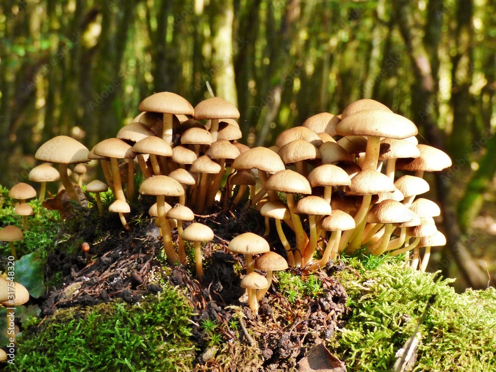 mushrooms in the forest mushrooms in the forest