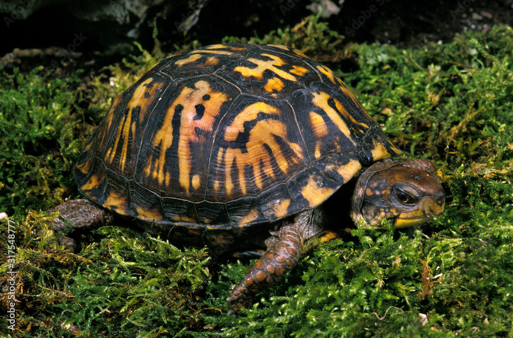 Obraz premium TORTUE BOITE DE CAROLINE terrapene carolina
