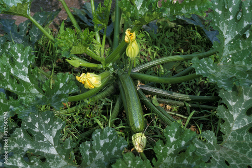 COURGETTE