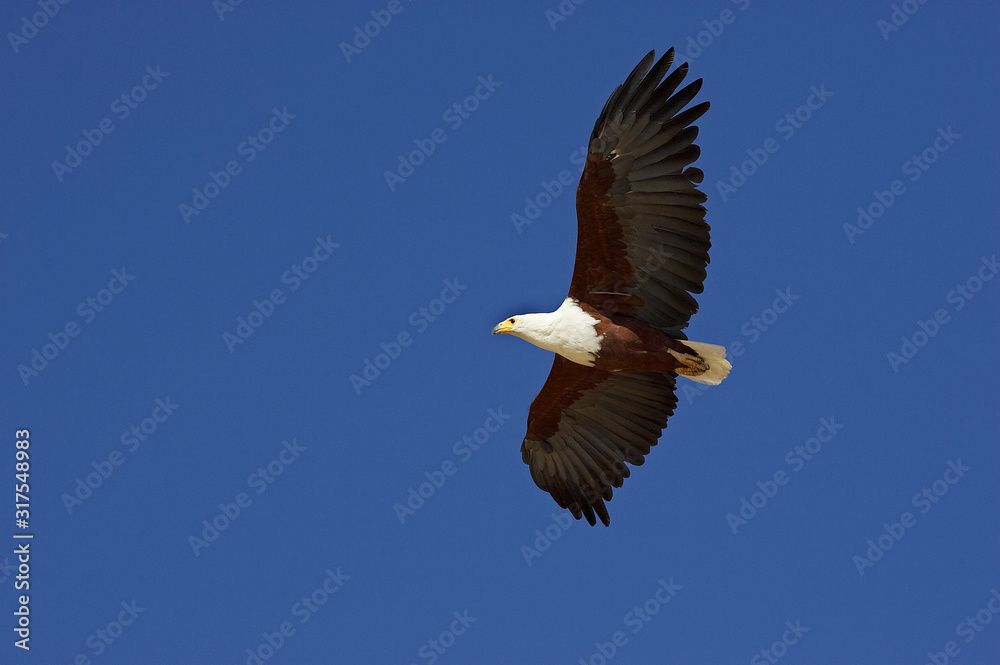 AIGLE PECHEUR D'AFRIQUE haliaeetus vocifer AIGLE PECHEUR D'AFRIQUE haliaeetus vocifer