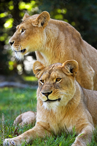 LION D AFRIQUE panthera leo