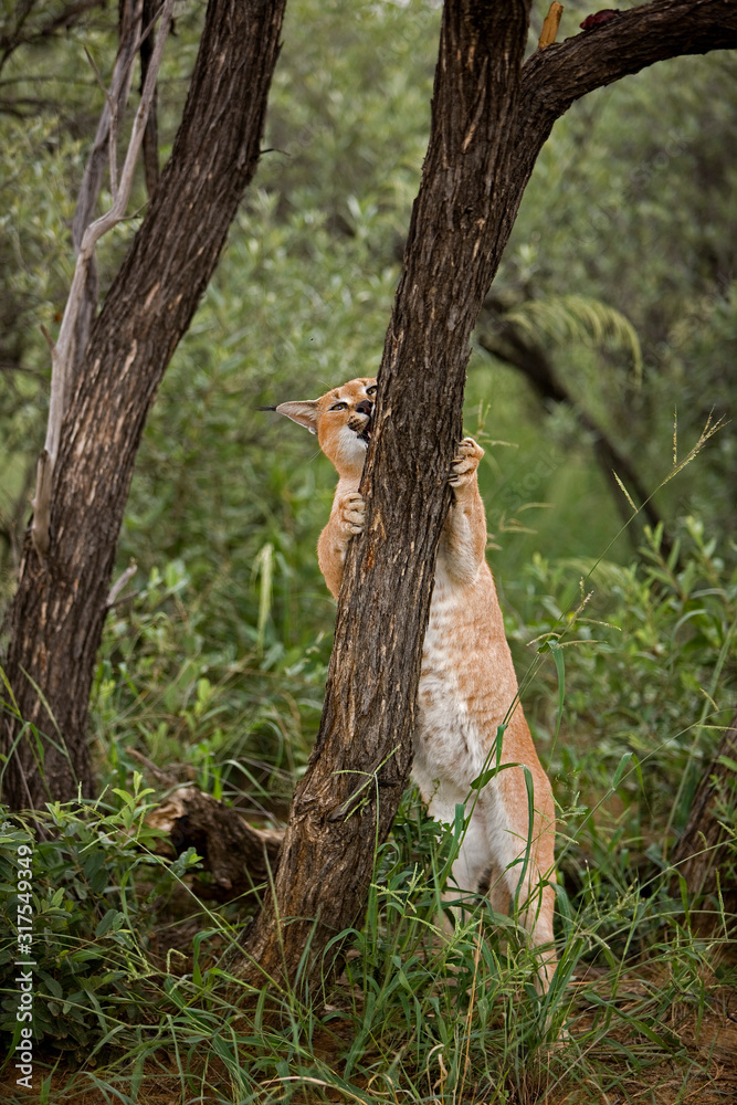 CARACAL caracal caracal CARACAL caracal caracal