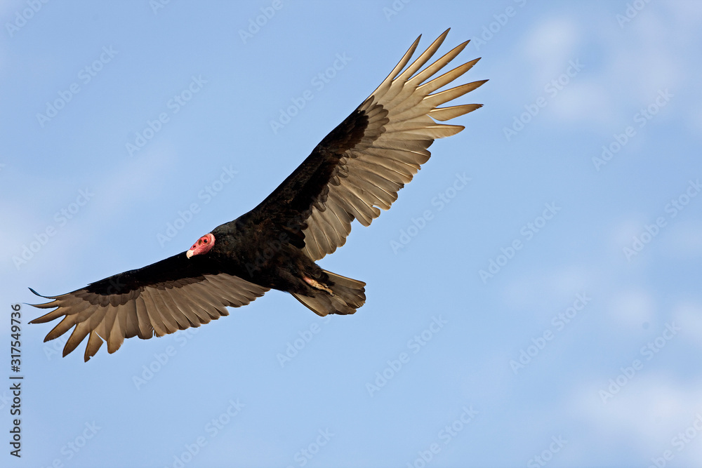 Obraz premium URUBU A TETE ROUGE cathartes aura