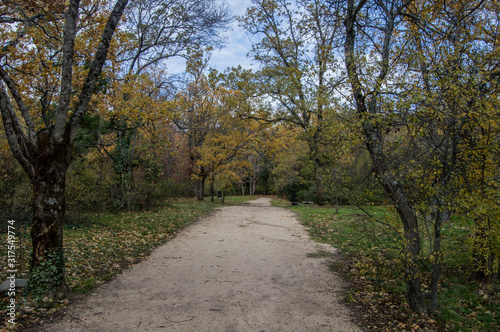 path road with bare-leafed trees in autumn, in the Herreria forest near Madrid. Spain