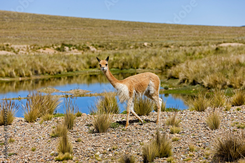 Foto VIGOGNE lama vicugna