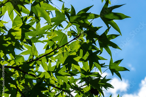 Dark green leaves of Liquidambar styraciflua, Ambeer tree against blue sky in focus edged with blurred green leaves in sunlight. Close-up. Sunny summer day. Nature concept for design. photo