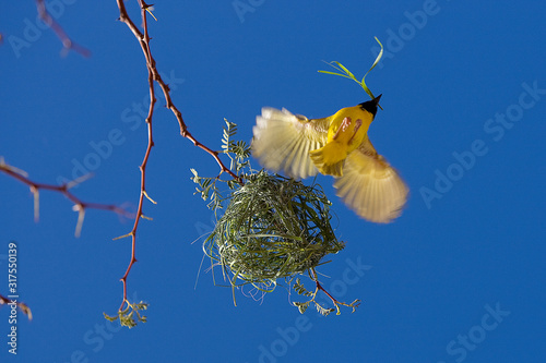 TISSERIN A TETE ROUSSE ploceus velatus photo