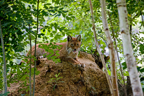 LYNX DE SIBERIE lynx lynx wrangeli photo