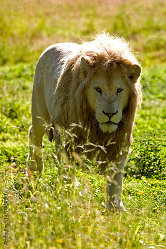 LION BLANC panthera leo krugensis photo