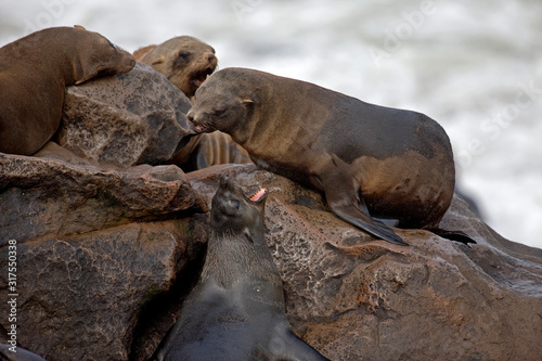 OTARIE A FOURRURE D'AFRIQUE DU SUD arctocephalus pusillus