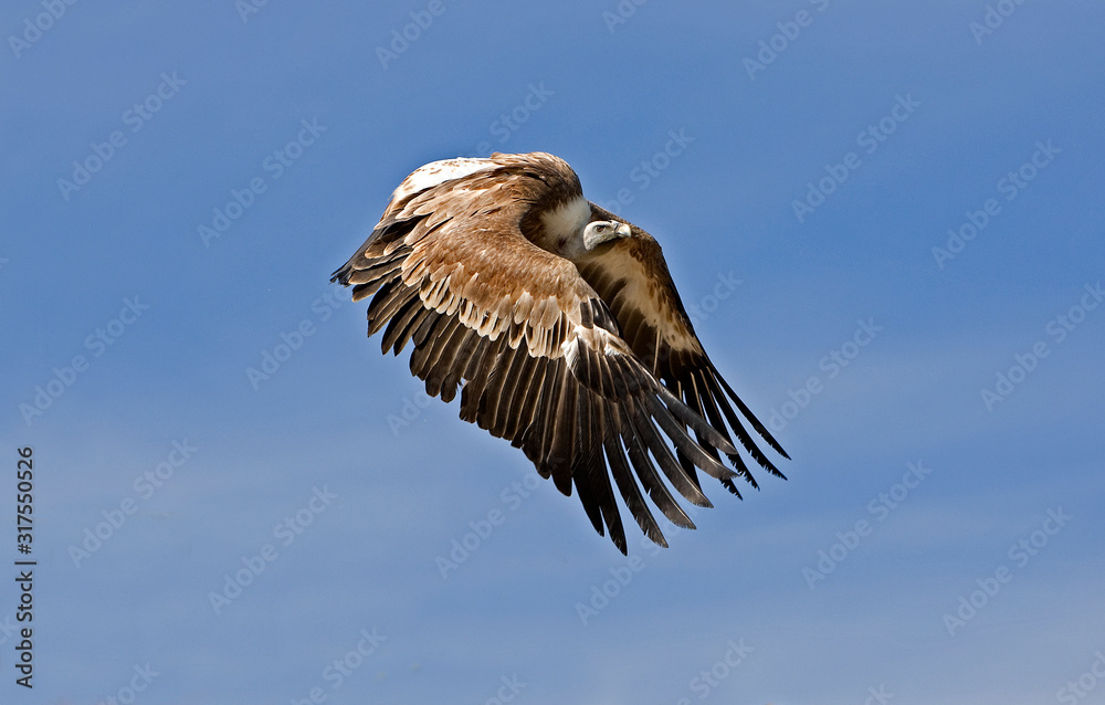 VAUTOUR FAUVE gyps fulvus VAUTOUR FAUVE gyps fulvus
