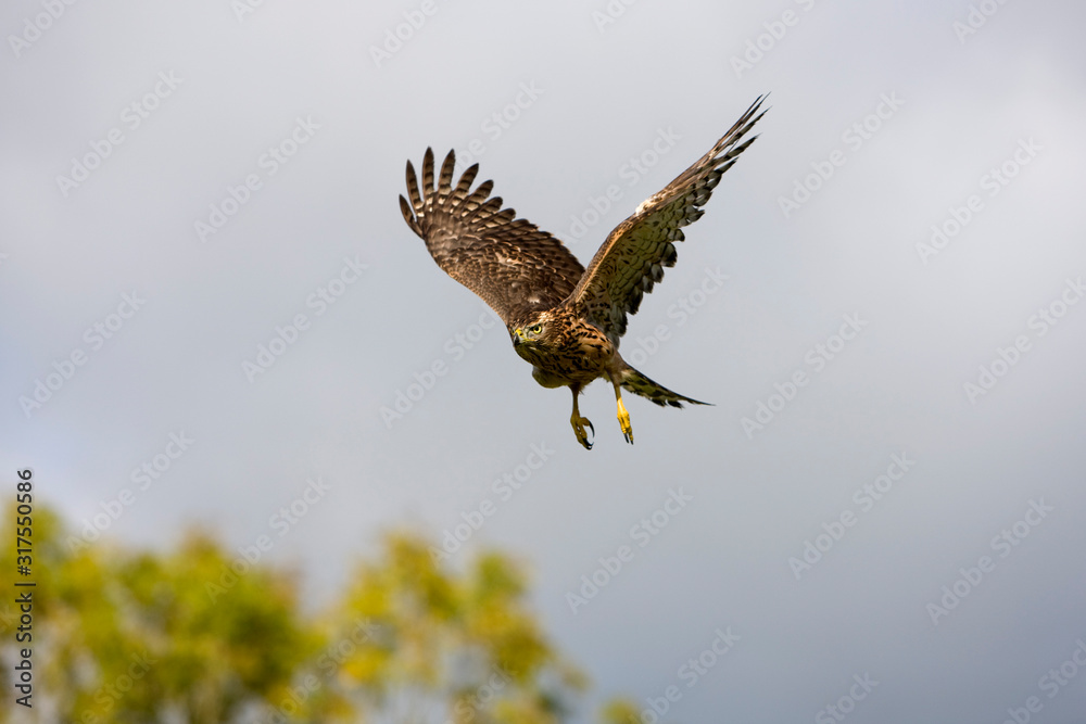 Obraz premium AUTOUR DES PALOMBES accipiter gentilis