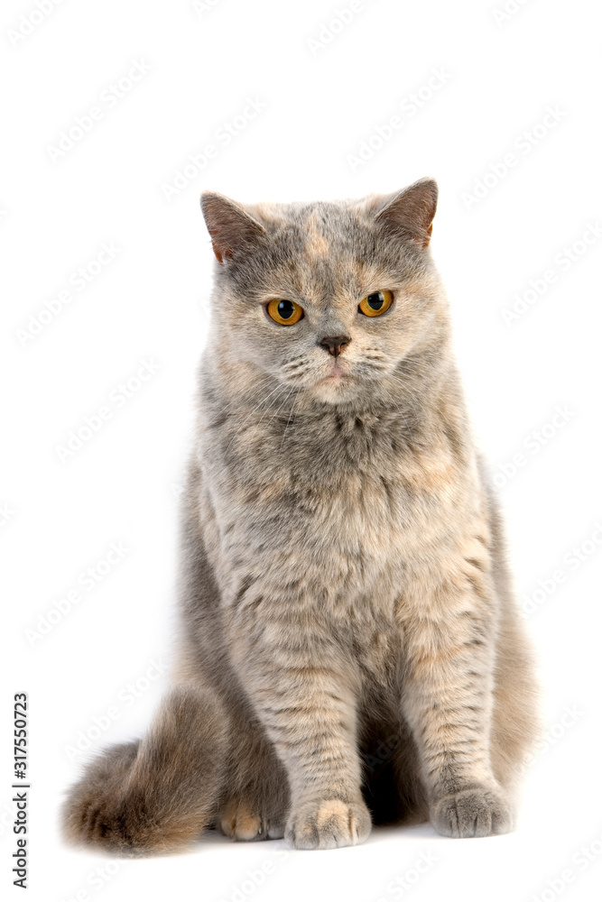 Obraz premium BRITISH SHORTHAIR BLEU CREME