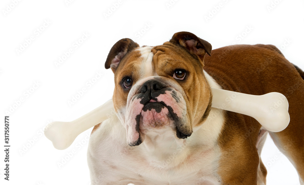 BULLDOG ANGLAIS BULLDOG ANGLAIS