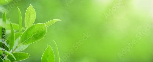Close up of nature view green leaf on blurred greenery background under sunlight with bokeh and copy space using as background natural plants landscape, ecology cover concept.