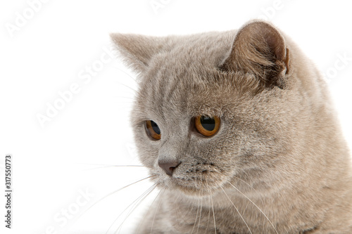 BRITISH SHORTHAIR LILAC