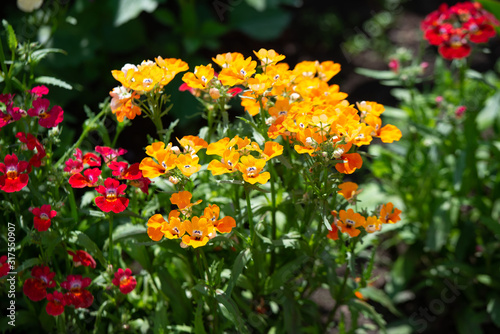 In many colors Nemesia, Sansatia blooms. This flower was named after Nemesis, the Greek goddess of retribution photo