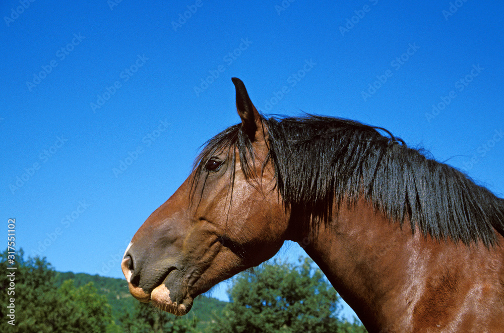Naklejka premium COB NORMAND