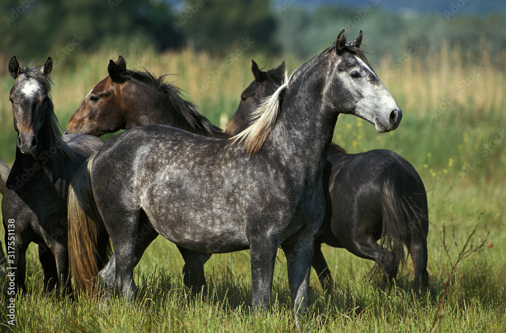 Obraz premium LIPIZZAN