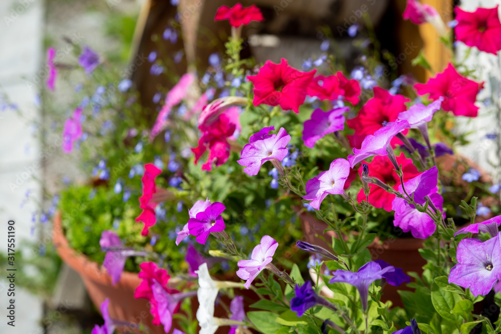 Obraz premium Petunia blooms in many colors. Tobacco and petunia are related plants. Colorful petunia flowers close up
