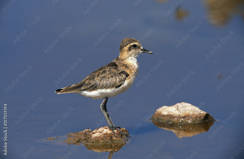 GRAVELOT charadrius sp GRAVELOT charadrius sp
