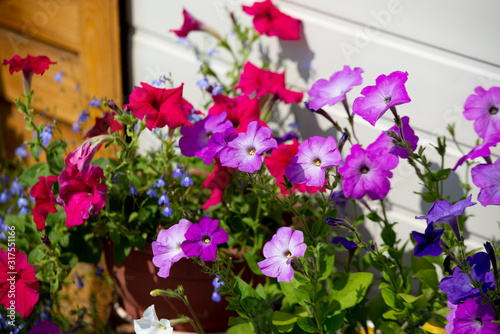 Petunia blooms in many colors. Tobacco and petunia are related plants. Colorful petunia flowers close up