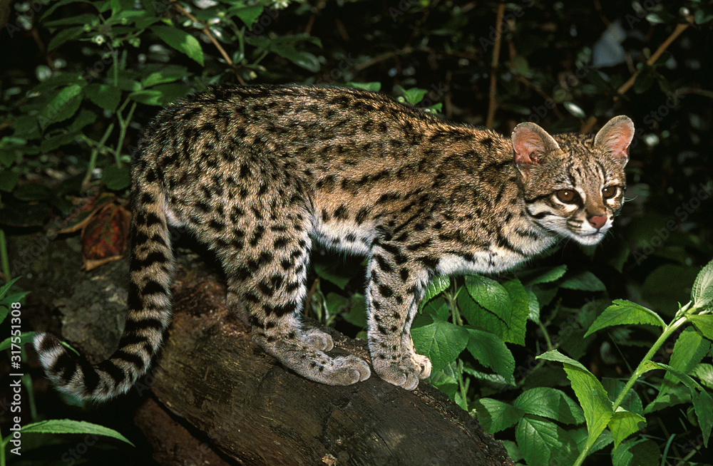 ONCILLE leopardus tigrinus ONCILLE leopardus tigrinus