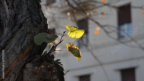 albero con foglia