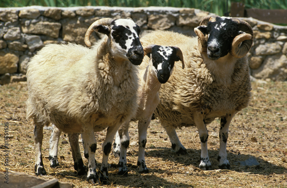 Naklejka premium MOUTON SCOTTISH BLACK FACE