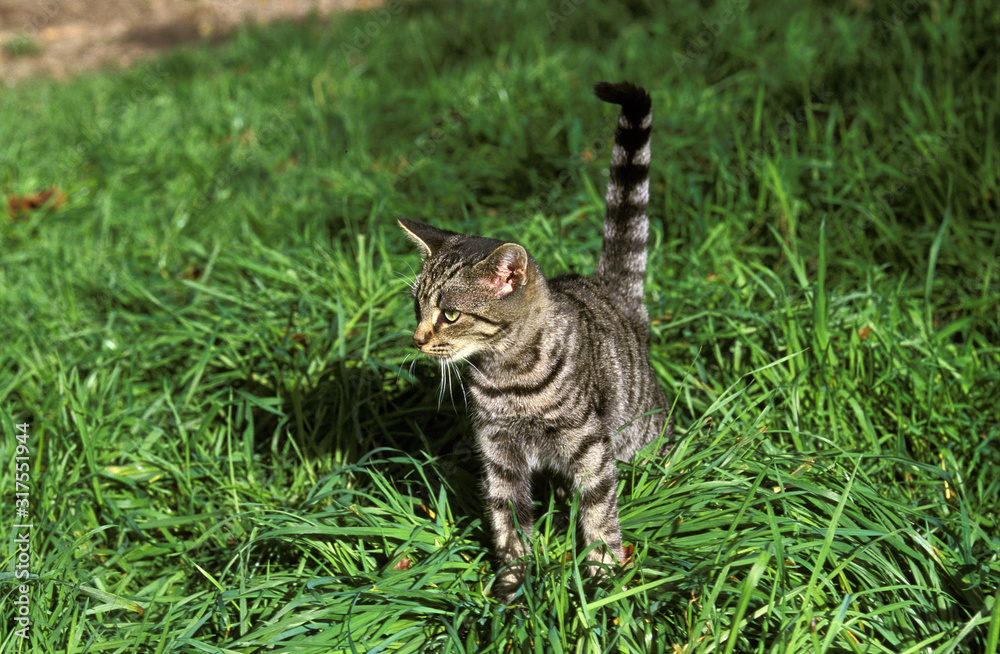 EUROPEEN BROWN TABBY