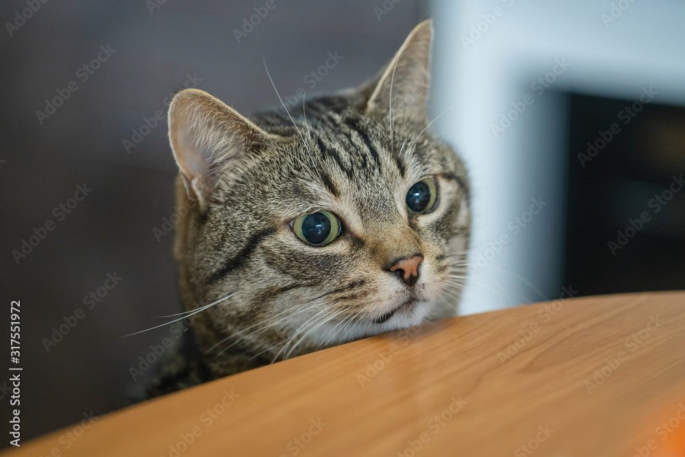A chubby cat with big eyes looks at the table