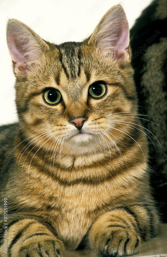 EUROPEEN BROWN TABBY