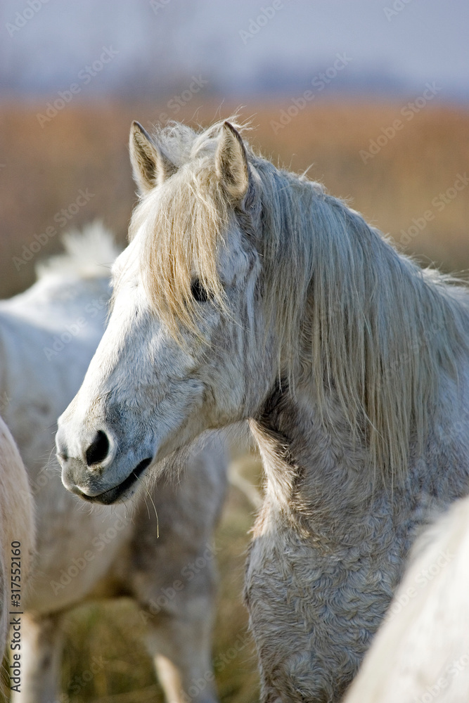 Fototapeta premium CAMARGUAIS