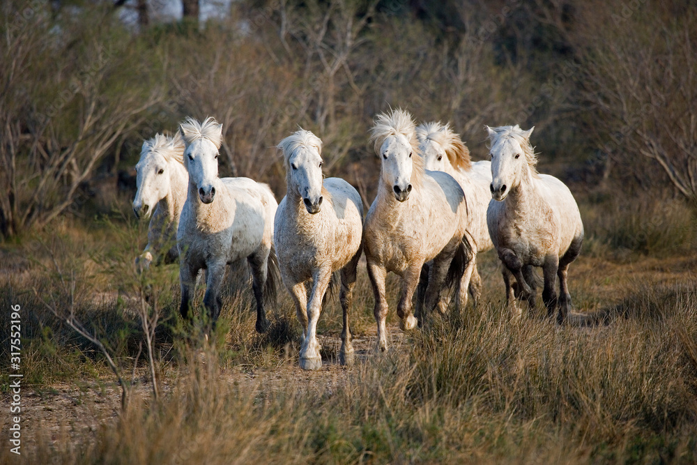CAMARGUAIS CAMARGUAIS