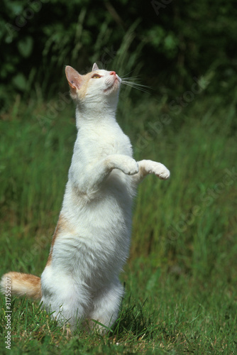 EUROPEEN  ROUX ET  BLANC photo