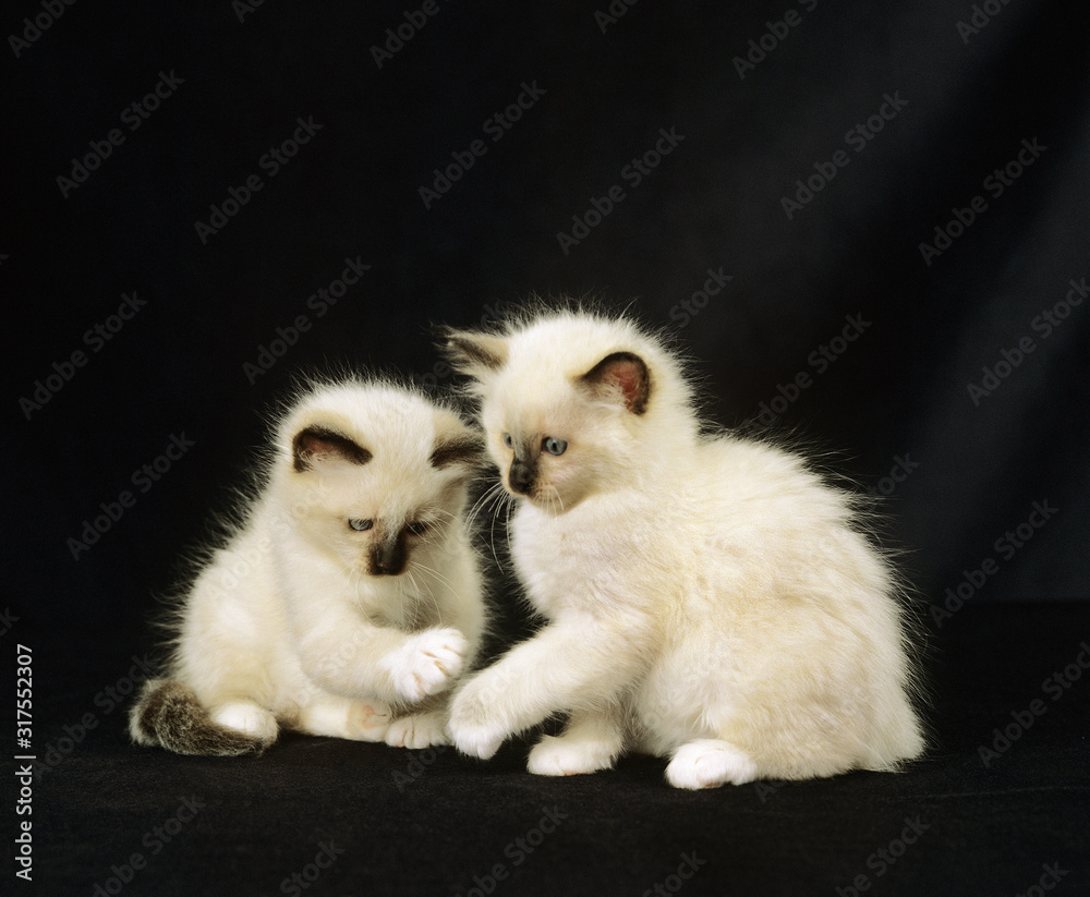 Obraz premium SACRE DE BIRMANIE