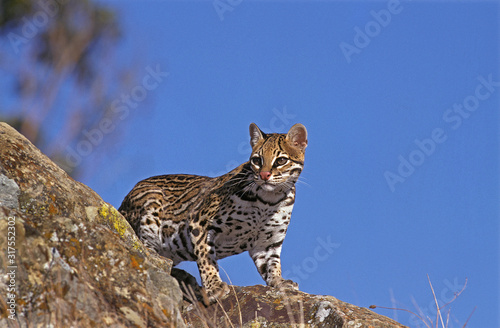OCELOT leopardus pardalis photo