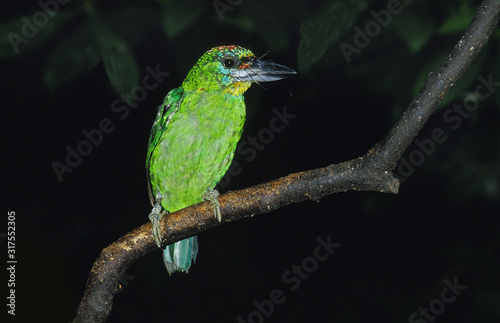 BARBU DE FRANKLIN megalaima franklinii