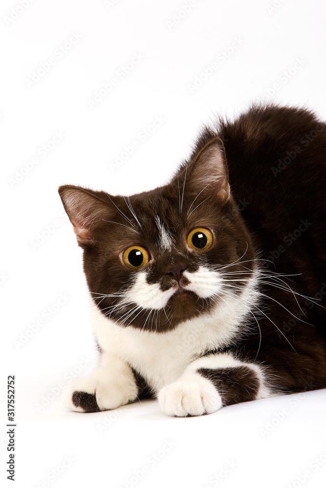 BRITISH SHORTHAIR CHOCOLAT