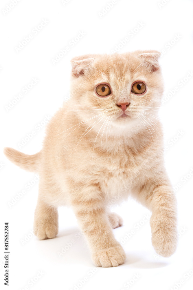 SCOTTISH FOLD CREME