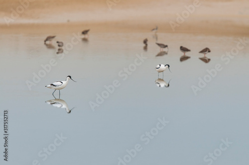 Avocette et chevaliers dans un marigot en baie de Somme