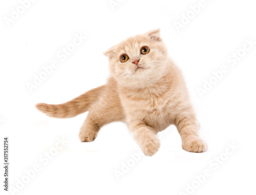 SCOTTISH FOLD CREME