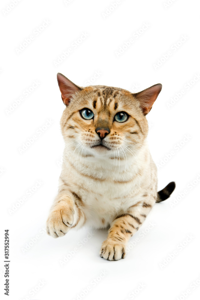 BENGAL SEAL MINK TABBY