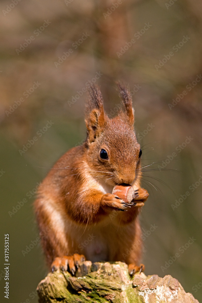ECUREUIL ROUX sciurus vulgaris ECUREUIL ROUX sciurus vulgaris