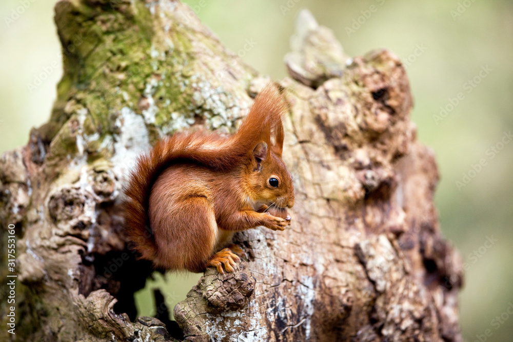 Fototapeta premium ECUREUIL ROUX sciurus vulgaris