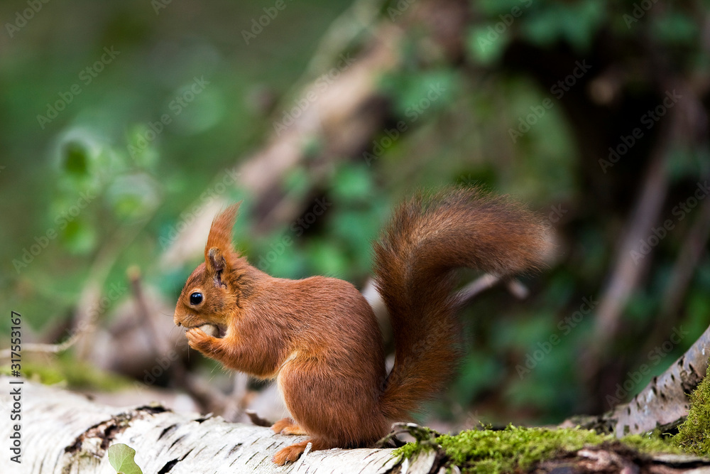ECUREUIL ROUX sciurus vulgaris ECUREUIL ROUX sciurus vulgaris
