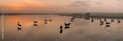 Blettes disposées à proximité d'une hutte de chasse en Baie d'Authie